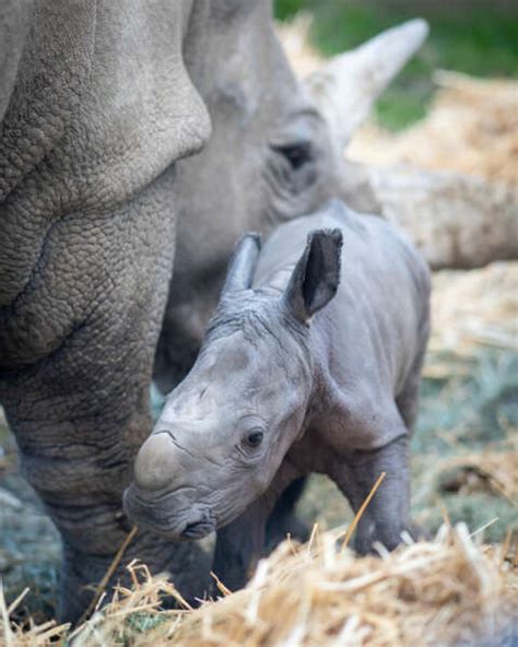 Historic first-ever white rhino baby born at Safari West - Safari West