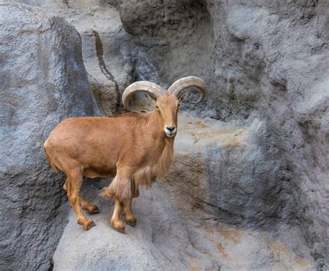 Aoudad Sheep - A-Z Animals