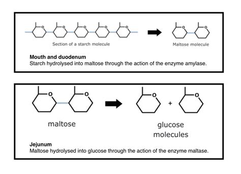 Digestive enzymes — Science Learning Hub