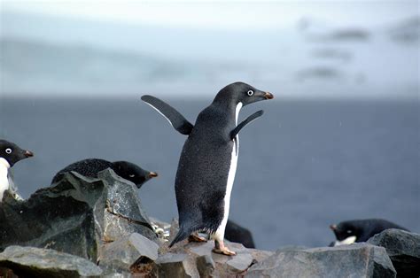 Adelie Penguin | Life of Sea