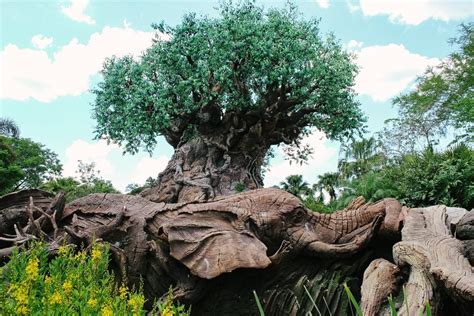 Tree of Life at Disney World's Animal Kingdom - Resorts Gal