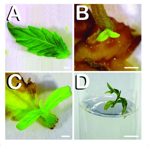 | Direct in vitro shoot organogenesis from true leaves of C. sativa.... | Download Scientific ...