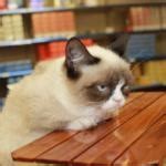 Grumpy Cat Table Meme - Imgflip