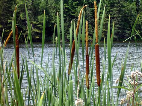 Cattails: The Survival Food That’s Great Anytime - Off The Grid News