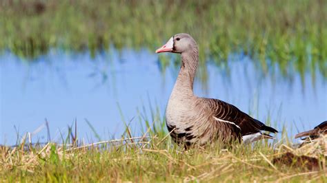 Greater White-fronted Goose | Audubon Field Guide