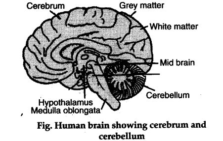 Epithalamus Diagram