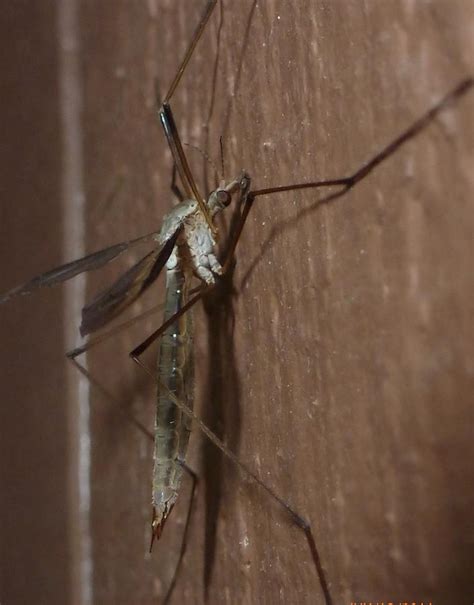 Big Mosquito On The Wall Photograph by Manuel Sanchez