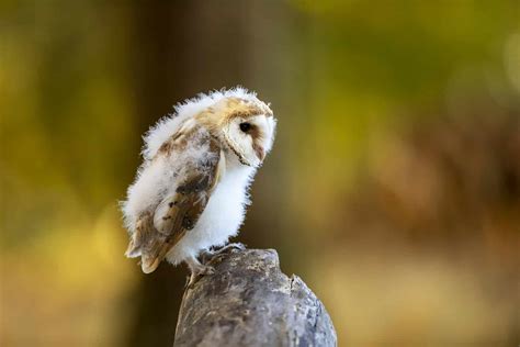 Baby Owl: 8 Adorable Pictures and 10 Amazing Facts - A-Z Animals