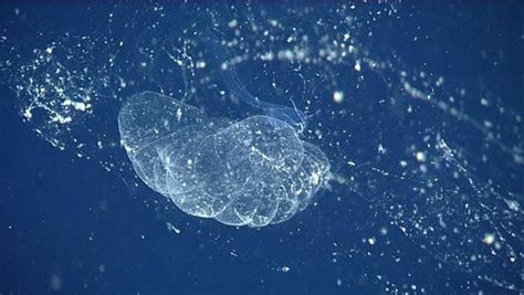 Scientists Finally Spot Giant, Slimy Sea Blob First Found Over a Century Ago | Smithsonian