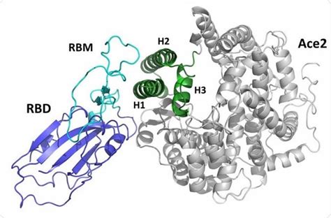 SARS-CoV-2 receptor ‘mimic' could prevent COVID-19