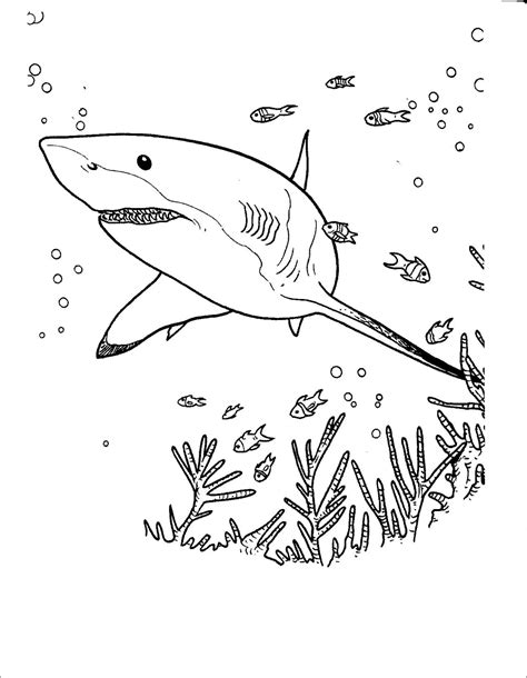 Shark Coloring Pages - ColoringBay