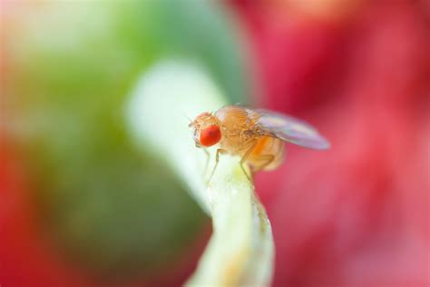 9 Tips for Preventing & Eliminating Fruit Flies - Bug House Pest Control