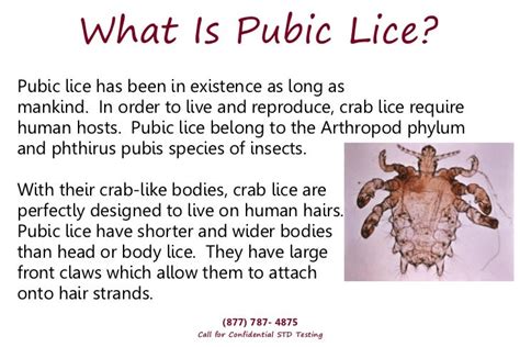 Crabs STD – Why You're At Risk!