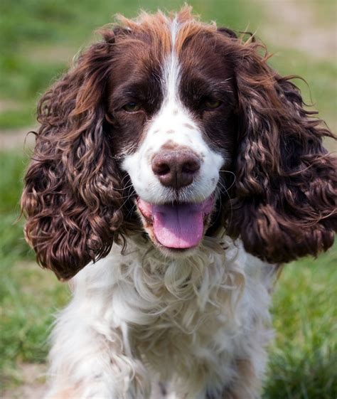 Free Images : white, animal, cute, canine, photo, pet, portrait, brown, close up, face, head ...