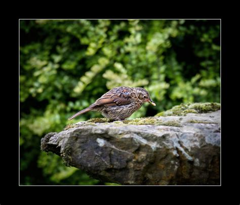 Juvenile Dunnock | Juvenile Dunnock feeding. | Tillman Kleinhans ARPS EFIAP/g DPAGB BPE5* Hon ...