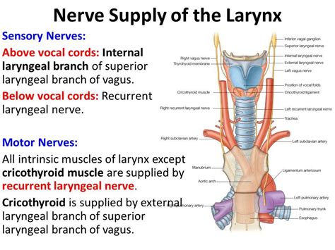 Image result for superior laryngeal nerve | Nurse study notes, Nerve ...