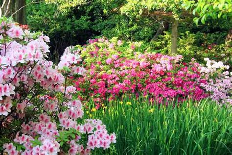 Great Bulbs and Perennials as Companion Plants for Azaleas and ...