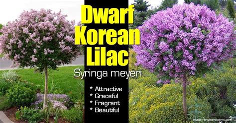 Dwarf Korean Lilac - Attractive Shrub with Grace, Fragrance and Beauty