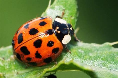 Ladybugs Facts, Types, Lifespan, Classification, Habitat, Pictures