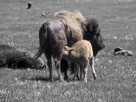 Western Wildlife - Ed Gallucci Fine Art Photography