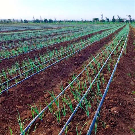 Drip Irrigation in Onions - Mazero agrifood company