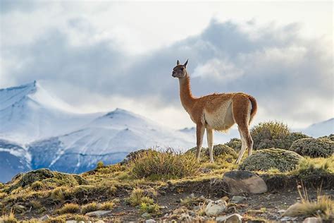 What Animals Live In The Andes Mountains? - WorldAtlas