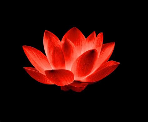 What Is The Meaning Of A Red Lotus Flower | Best Flower Site