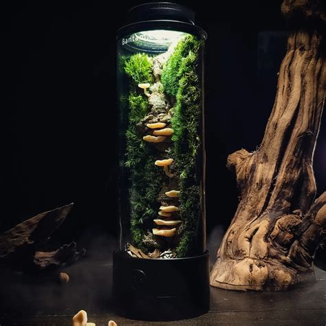 Ready-Made Mushroom Terrarium By Bantam.Earth