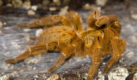 Old World Tarantula Spiders - Facts & Habitat Information