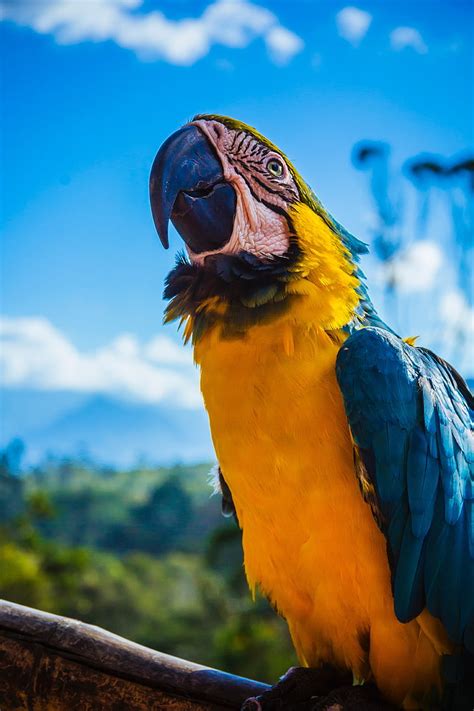 HD wallpaper: blue and yellow parrot wallpaper, macaw, art, bird, animal, nature | Wallpaper Flare