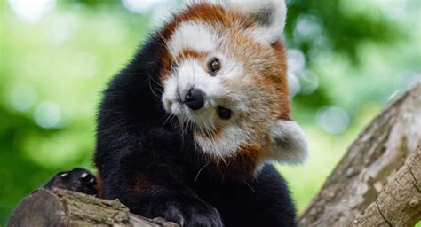 12 Ways Red Pandas Are Unique (and Cute!)