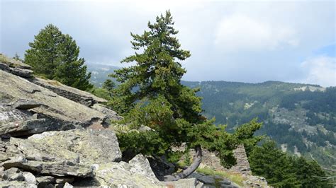 PELISTER NATIONAL PARK - NORTH MACEDONIA - Prespa Ohrid Nature Trust