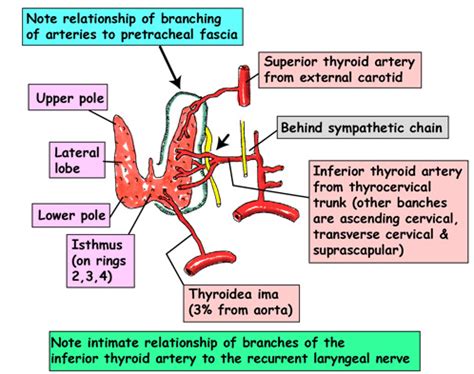 Blood Supply and Venous Drainage - Enlarged Thyroid