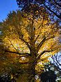 Category:Ueno Park in 2014 - Wikimedia Commons