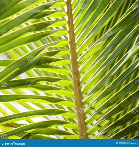 Palm Frond. Royalty Free Stock Photo - Image: 3181555