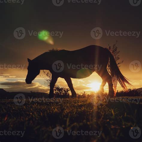 horse silhouette in the sunset 2577884 Stock Photo at Vecteezy