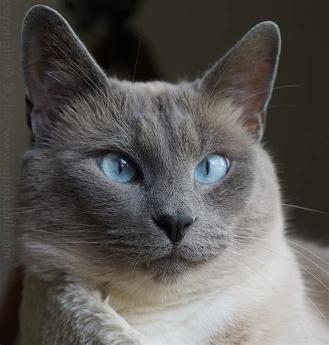 fluffy gray siamese cat