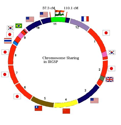 Chromosome sharing in Integrated Rice Genome Sequencing Project ...