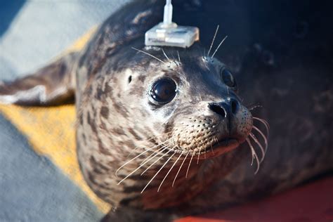 Into the Wild: Tracking Rescued Harbor Seal Pups' Return to the Ocean | WIRED