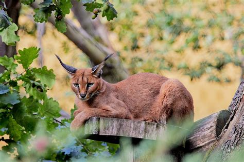 Caracal - Zoo Dresden