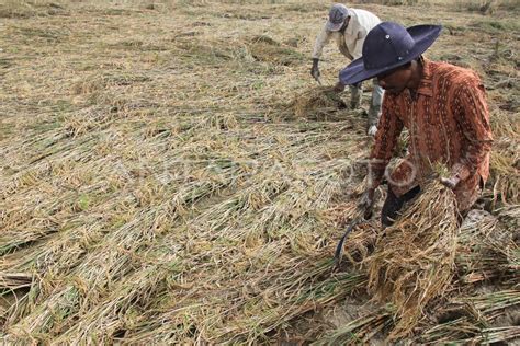 PANEN PADI LEBIH CEPAT | ANTARA Foto