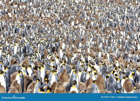 King penguin colony stock photo. Image of pole, wildlife - 70711128