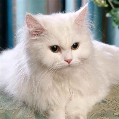 Buy Persian Cat Price in India: Check Persian Cat Price in Delhi, Gurgaon, Noida, Ghaziabad ...