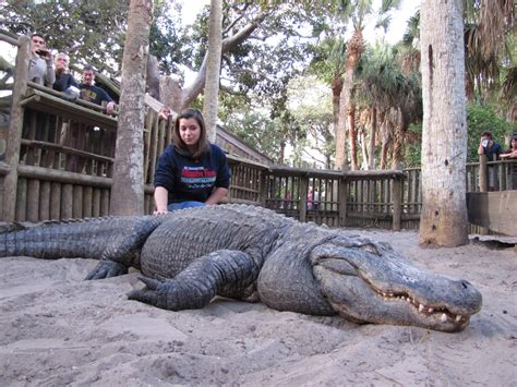 I worked at the Alligator Farm for a spell, got to take this sweet ...