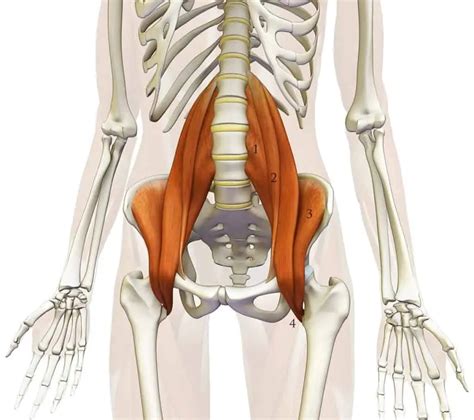 A importância do músculo iliopsoas para sua coluna e joelhos – Perto de Mim DF