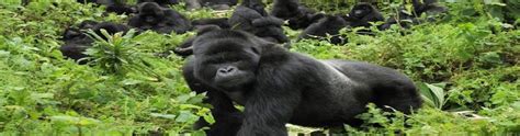 gorillas-in-volcanoes-national-park | Volcanoes National Park Rwanda