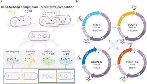 Frontiers | Intracellular Competitions Reveal Determinants of Plasmid Evolutionary Success