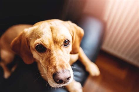 Dog Arthritis Symptoms Owners Should Watch For | Reader's Digest