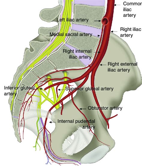 [DIAGRAM] External Iliac Artery Diagram - MYDIAGRAM.ONLINE