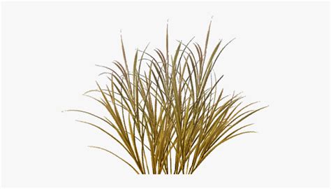 Dry Grass Transparent Background , Free Transparent Clipart - ClipartKey